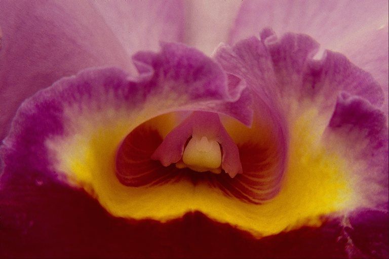 flower (99)